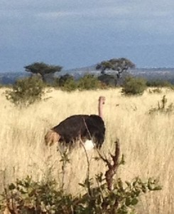 Bird or beast?  The birders counted this ostrich as fowl; I went with big game.