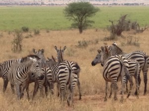 Zebras generally give us the rear view....something about being shy.  Shy with black & white stripes?