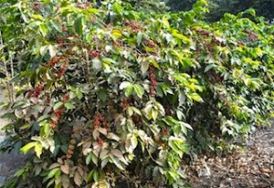 Coffee plants, cut down every 4 years so the beans can be hand-picked without a ladder