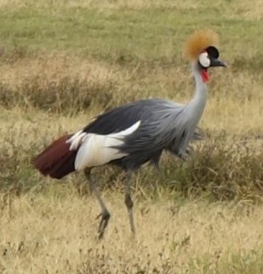 The stylish Crested Crane   (photo by Beth V.)