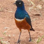 The Superb Starling 
