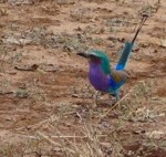 Lilac-breasted  green-hatted orange-winged long-tailed roller (photo by Beth V.)