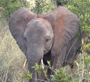 Even small tusks like these are worth a dead elephant.  Recent cases show African poachers indiscriminately poisoning 30 elephants at a time by rolling pumpkins laced with cyanide into a herd.