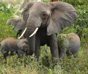 Female elephant tusks, though smaller than males, are worth killing for in the poacher calculus.  This leaves many young elephants  as orphans.  Wildlife care organizations are setting up orphanages for their care.