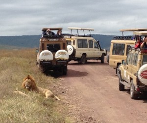 A Rover Convention in Ngorongoro.  This is also why you must stay in your vehicle.