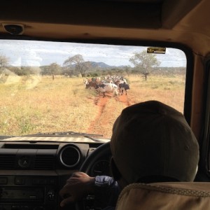 We shared the gravel roads and 2-tracks on the Maasai Steppe with Maasai herds