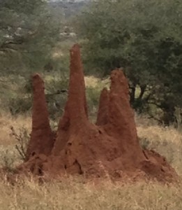 Different termite species use different mound and chimney designs.  Is their a species named Gothic?