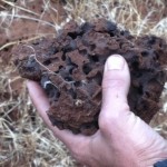 The inside venting of a termite mound is complex and intricate