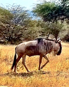 Wildebeest--the animal God made with leftover parts.