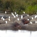 A Pod of Hippos with and Excess of Egrets?