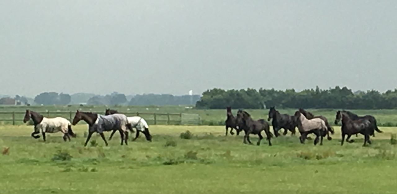 Spirited Frisian horses gallop in a field as we pass on our bikes.
